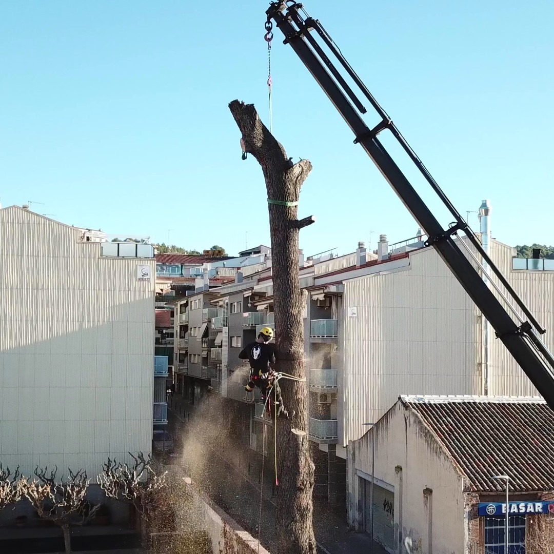 Tala de un árbol muerto utilizando técnicas de trepa
