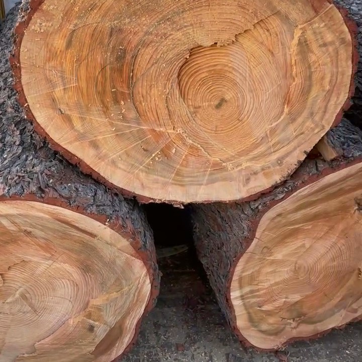 Madera de cedro del Líbano para llevar al aserradero