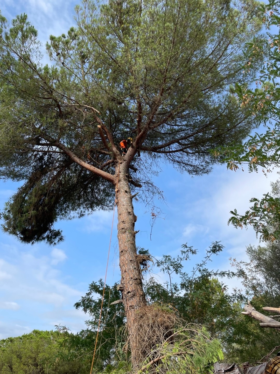 Trepa con ganchos de un pino para talarlo