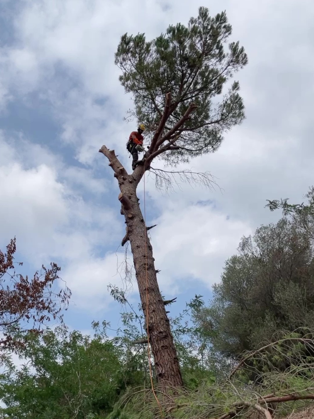 Realización de una cata para cortar una rama