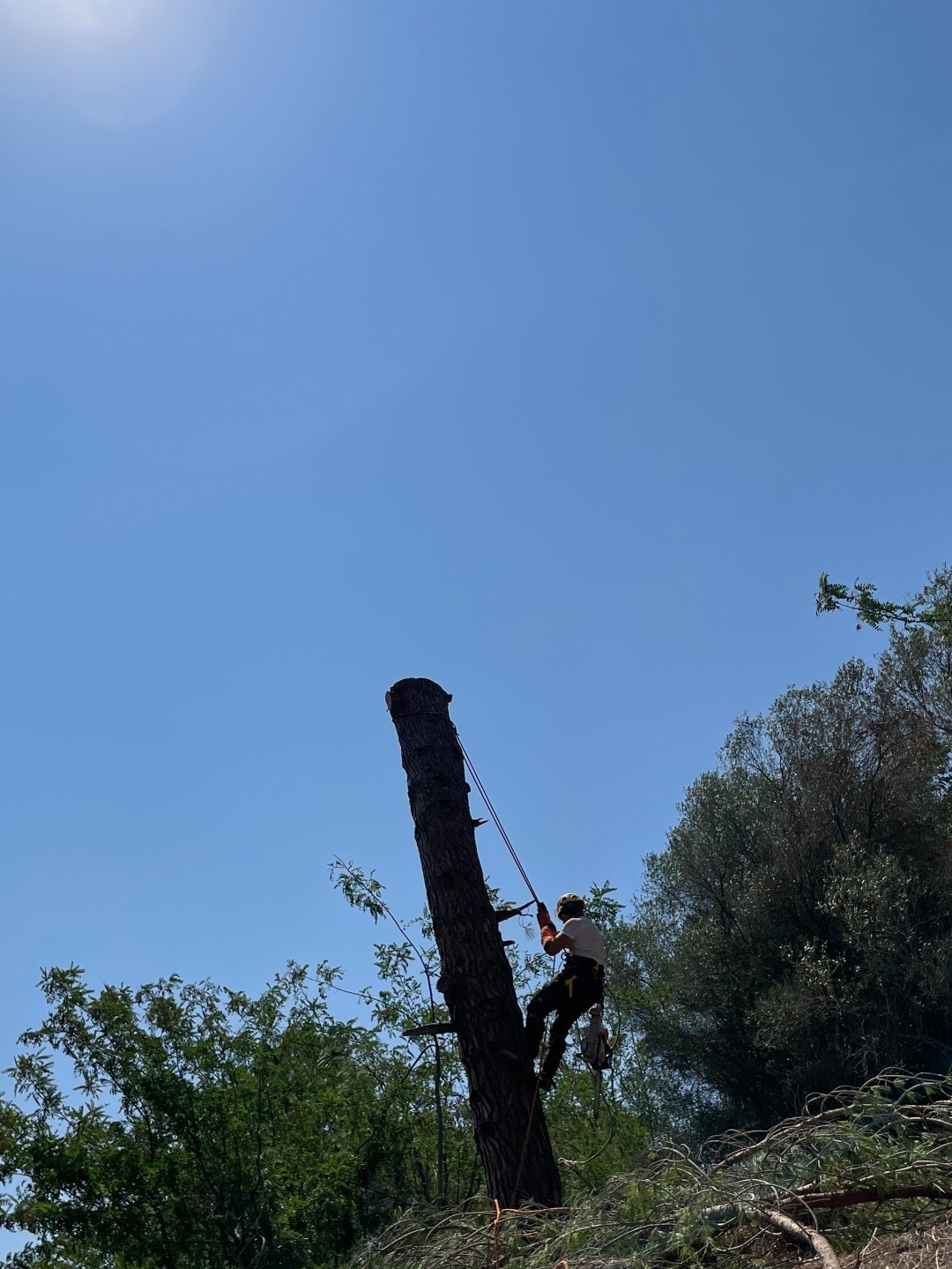 Descenso del tronco para realizar la tala desde el suelo