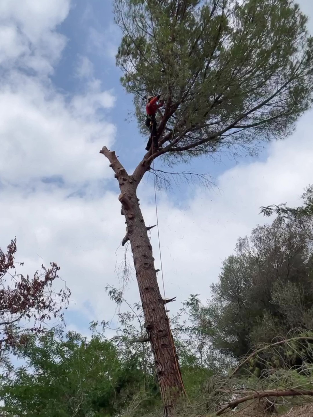 Tala de la última rama de un pino