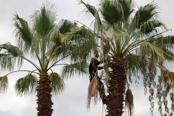 Poda de dos ejemplares de palmeras washingtonia robusta