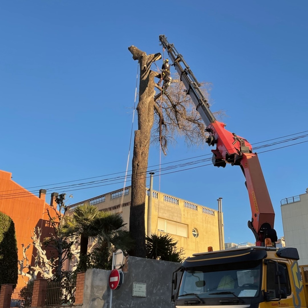 Tala de un cedro con soporte de grúa