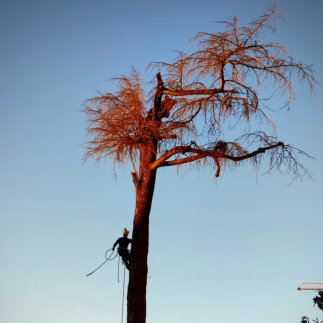 Trepa con doble eslinga de un árbol