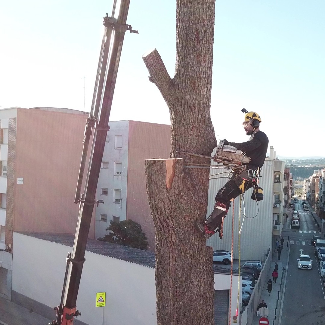 Realización de una cata para retirar un tronco de grandes dimensiones con un camión grúa