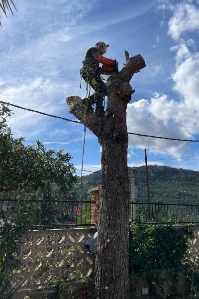 Tala de un pinus pinae por cercanía al muro