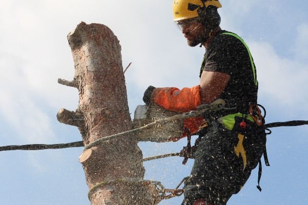 Servicio de tala en altura
