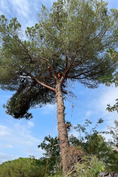 Tala de un pino de grandes dimensiones