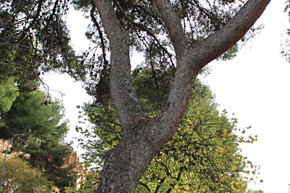 Codominancia del tronco en forma de U