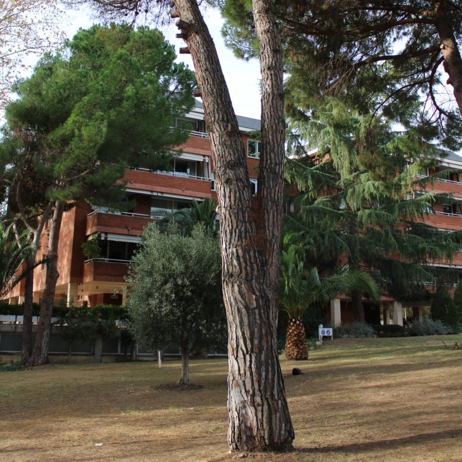 Codominancia por corteza incluida, árbol con mala estructura y tendencia a partir