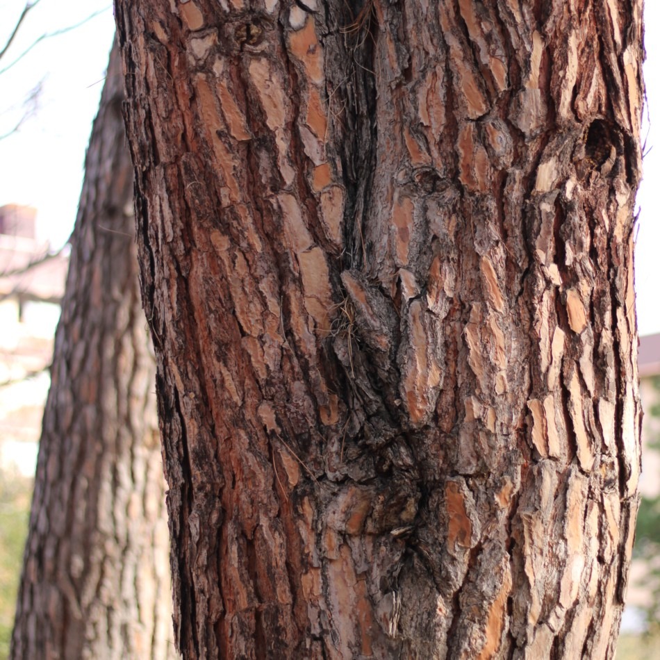 Crecimiento de la corteza dentro del tronco lo que provoca debilidad y tensiones en la estructura del árbol generando un punto crítico