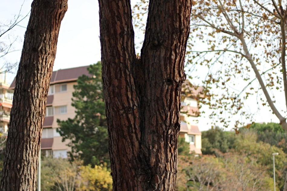 Horquillas en forma de V, puede provocar rotura por la falsa unión