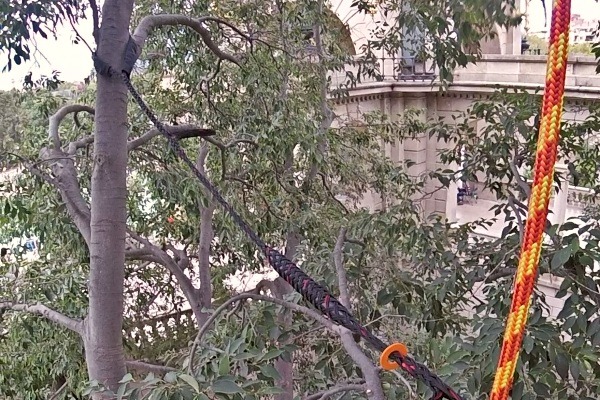 Instalación de sustentaciones para árboles