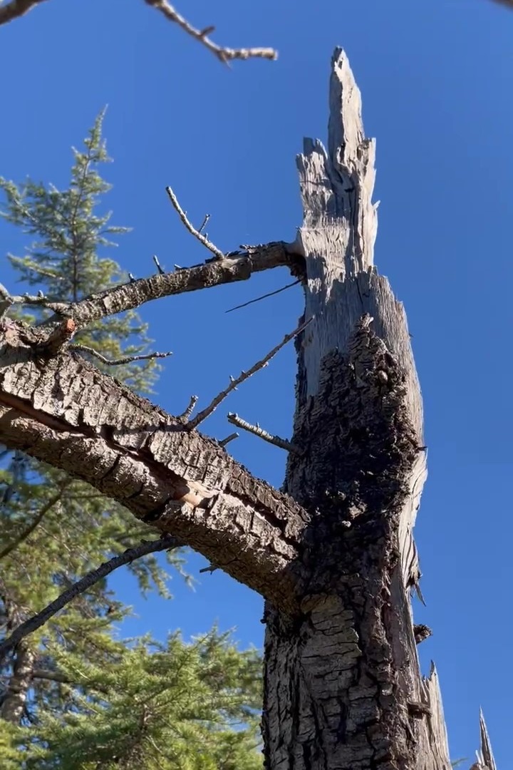 particion-tronco-principal-cedro