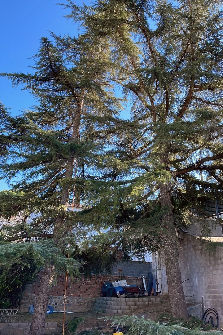 poda-cedros-por-caida-rayo