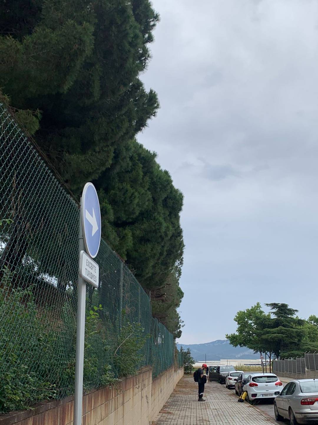 poda-pinos-por-invasion-via-publica