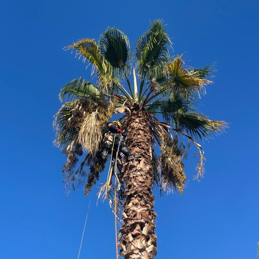 Poda de una palmera de hoja palmar en ca n'amat