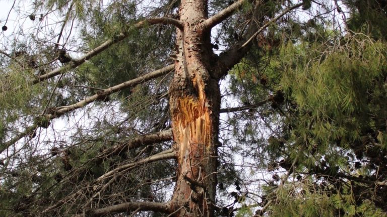 Pino con cicatriz de una rotura de rama codominante