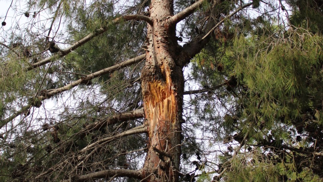Pino con cicatriz de una rotura de rama codominante
