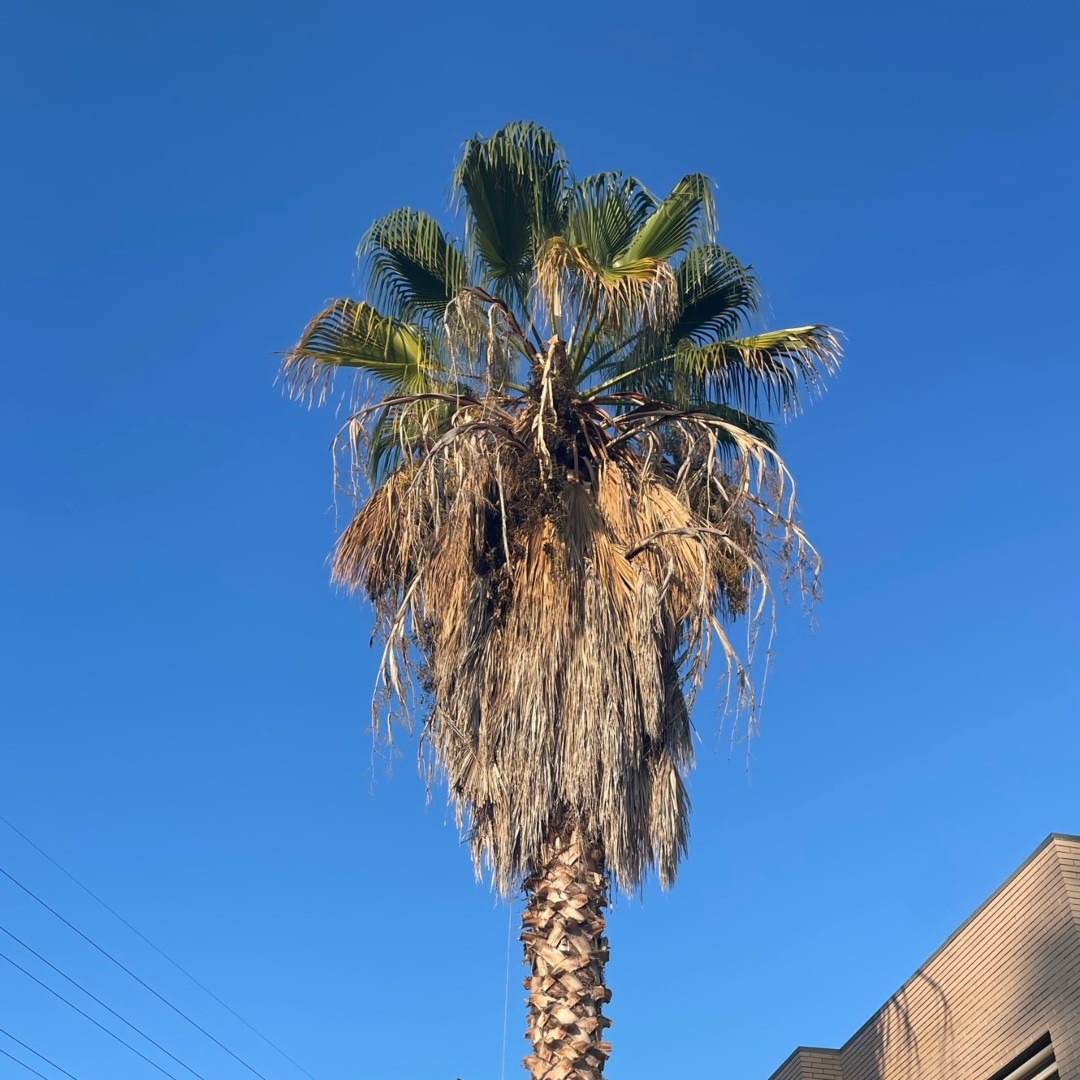 El antes de la poda de una palmera Washingtonia robusta