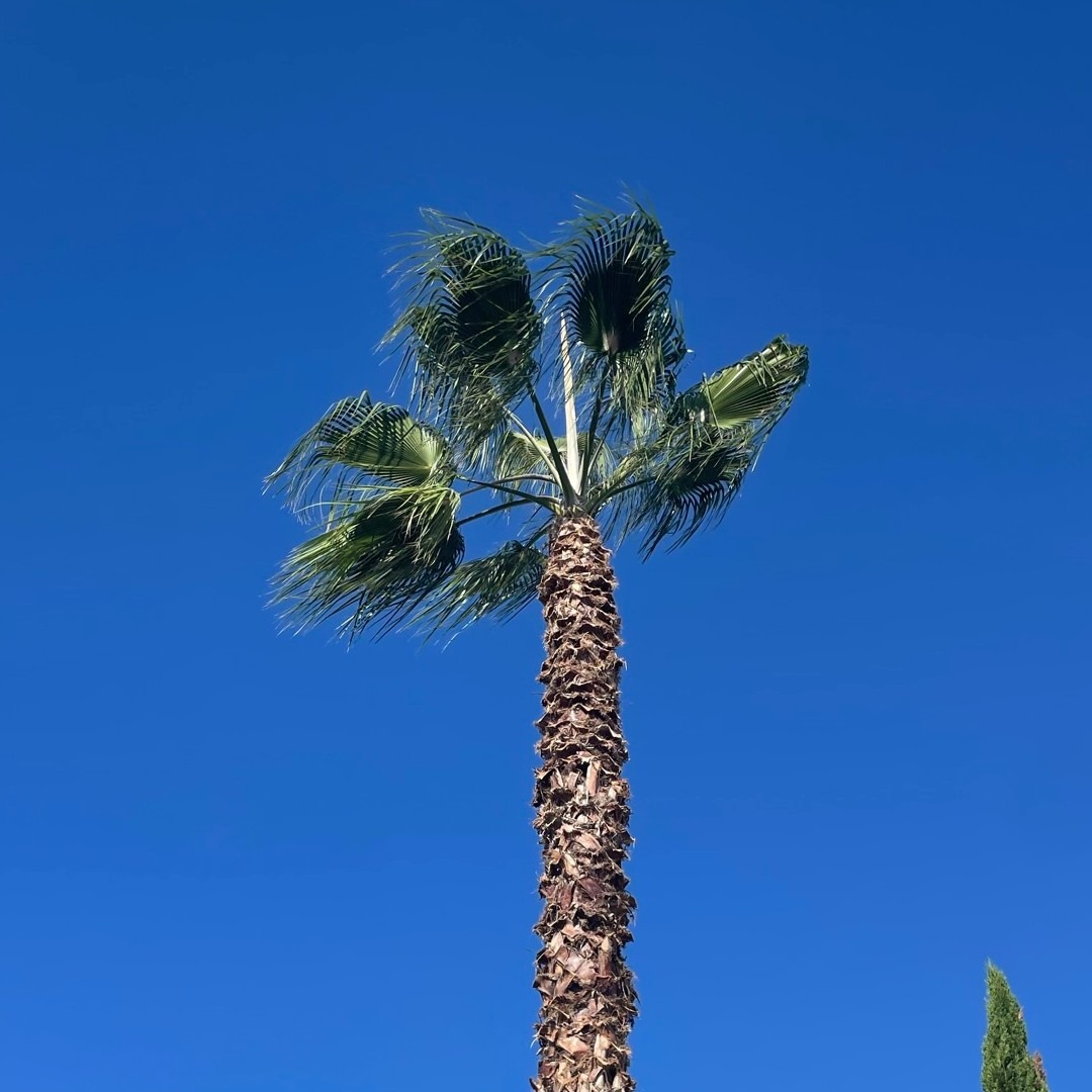 El después de la poda de una palmera Washingtonia robusta en Abrera