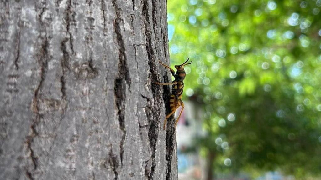Xylotrechus chinensis, Escarabajo-Avispa taladrador de las moreras