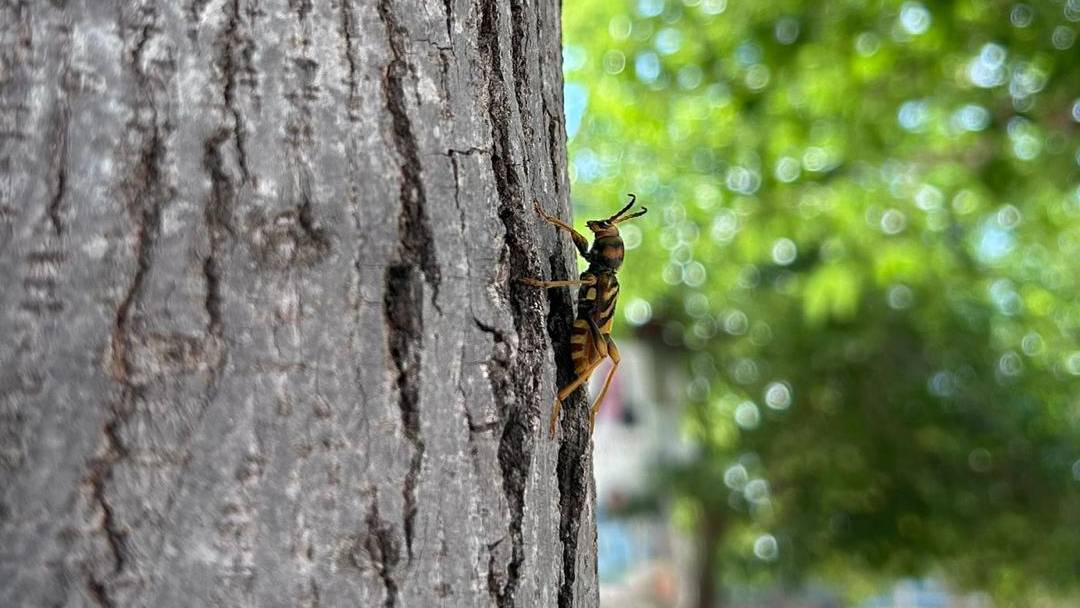 Xylotrechus chinensis, Escarabajo-Avispa taladrador de las moreras