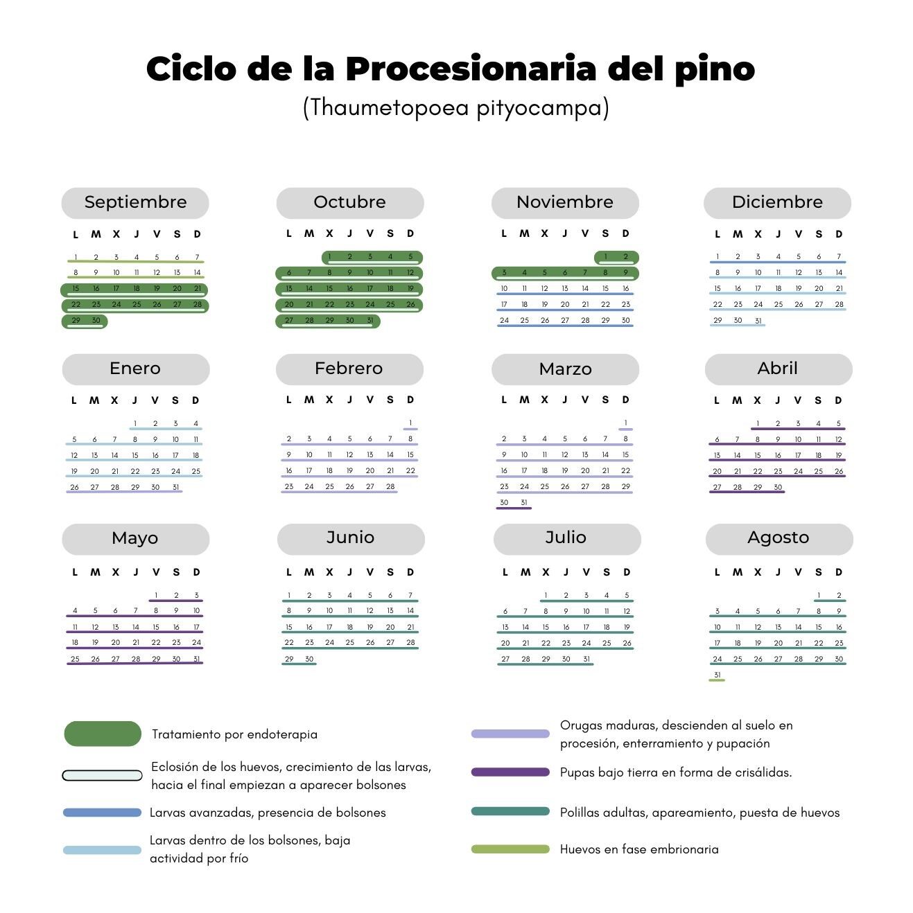 Calendario dónde se indican las fases de la procesionaria del pino y cuando debe administrarse la endoterapia