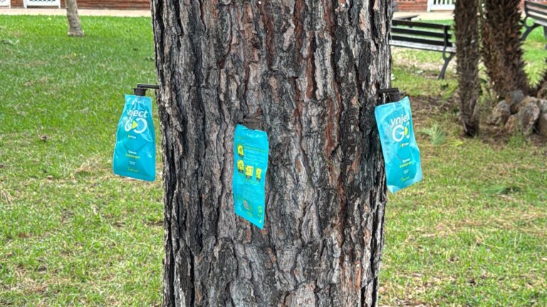 Aplicación de endoterapia para eliminar la procesionaria del pino