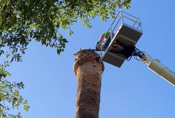 Poda de cirugía para sanear una palmera