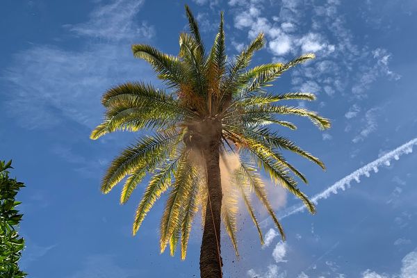 Poda de palmera datilera en el Baix Llobregat