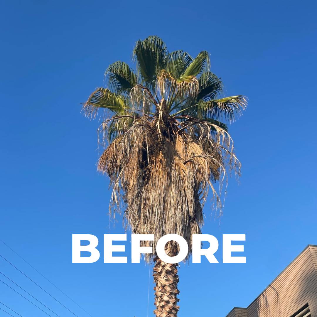 washingtonia-robusta-antes