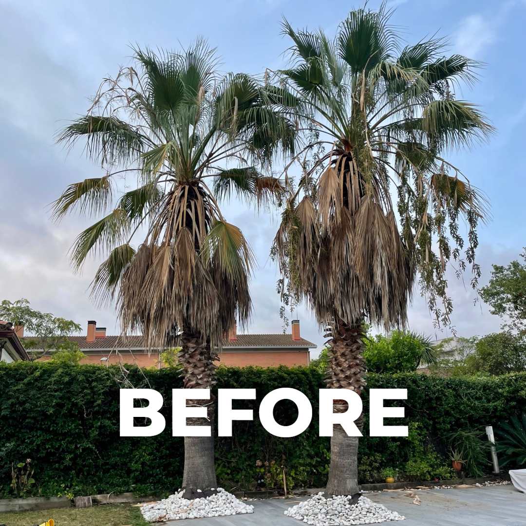 Poda de palmera washingtonia robusta en el Vallès