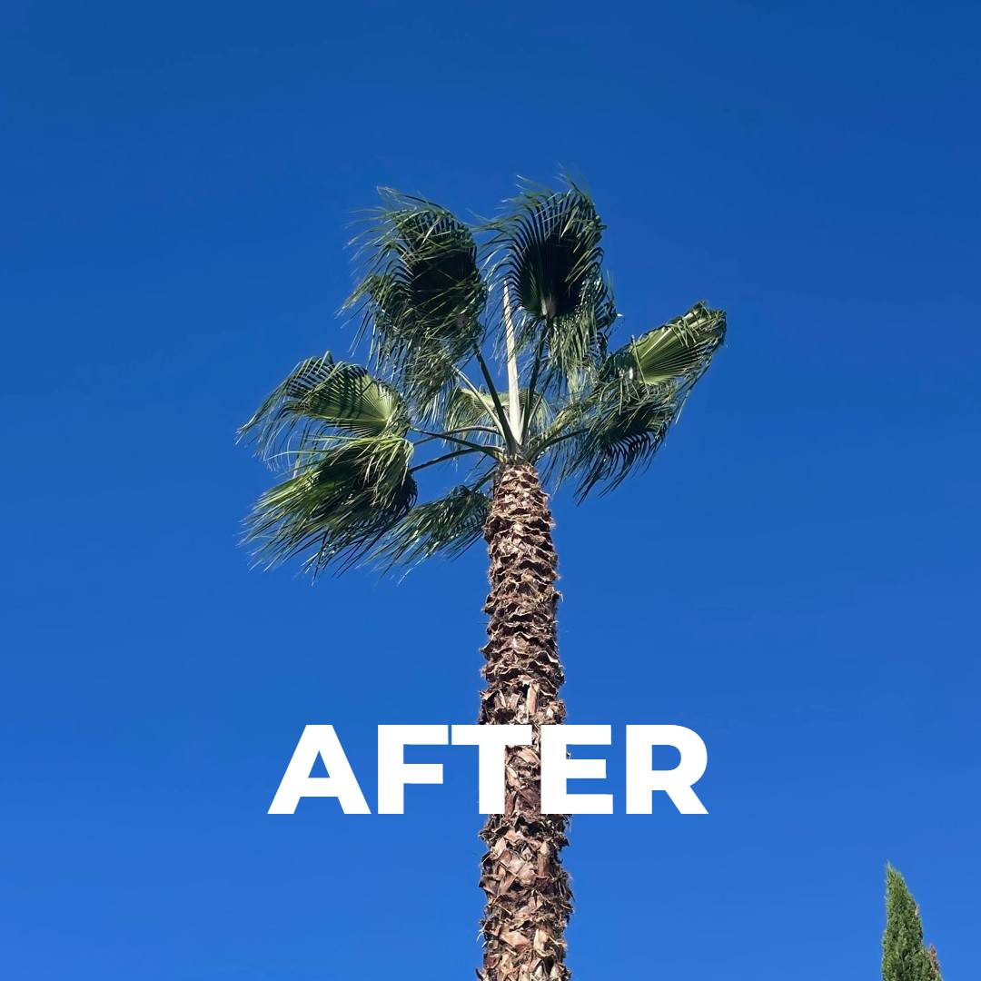 washingtonia-robusta-podada-after