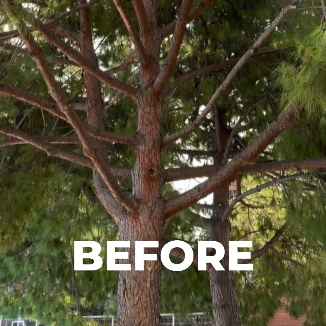 antes-poda-limpieza-pino