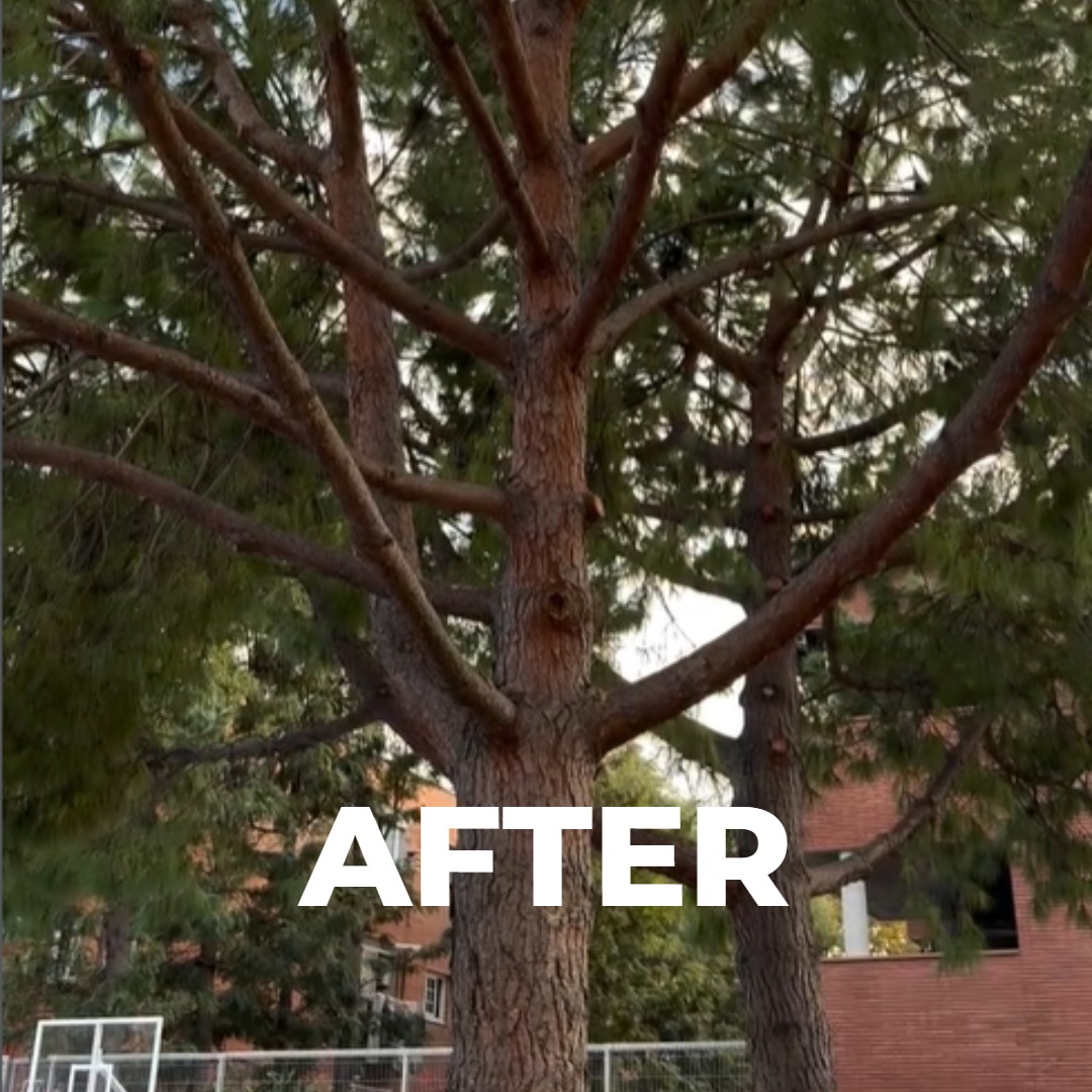 despues-poda-limpieza-pino