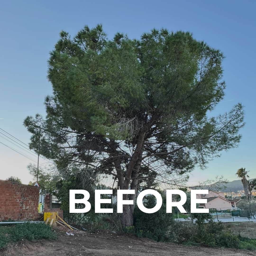 Antes de la realización de una tala por la construcción de una vivienda
