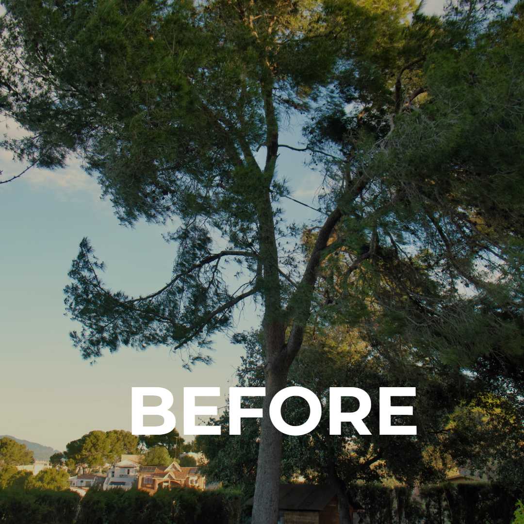 Ejemplar de pinus halepensis antes de talarlo