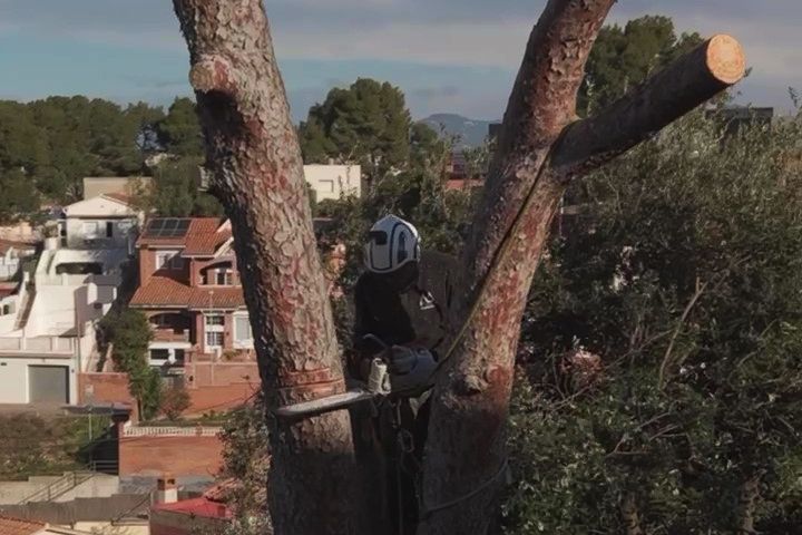 Cortador de árboles, pinus halepensis