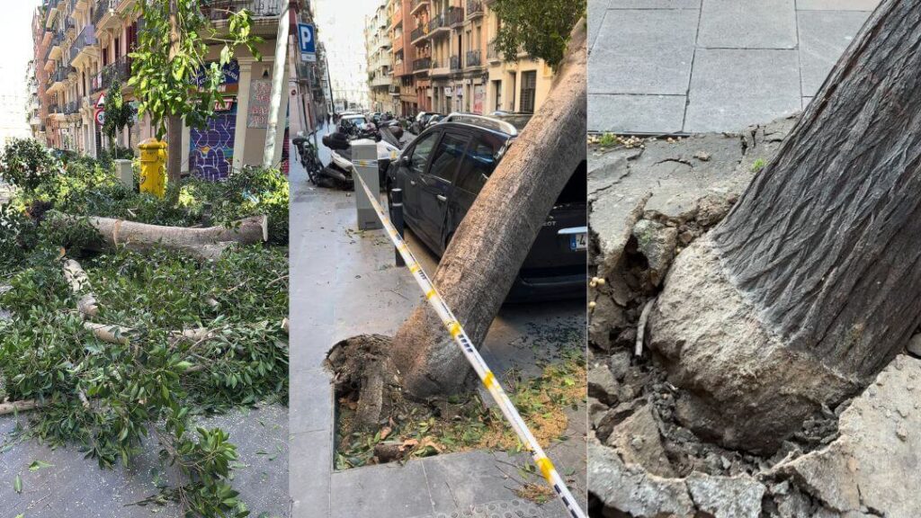 retirada árboles caídos barcelona
