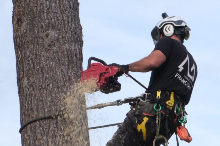 Servicio de tala de árboles, jardineros y arboristas