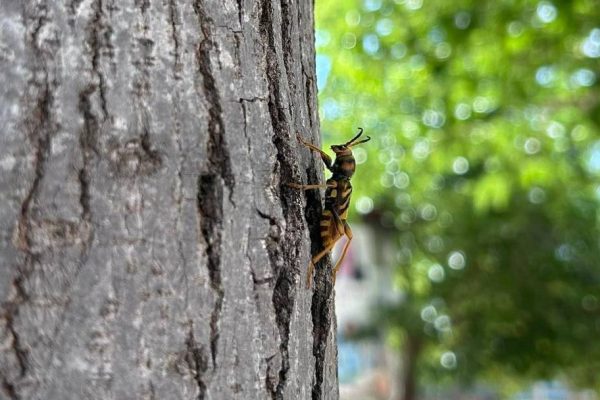 Xylotrechus chinensis, Escarabajo-Avispa taladrador de las moreras