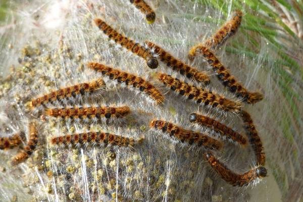 Tratamiento de endoterapia contra la proesionaria del pino en otoño